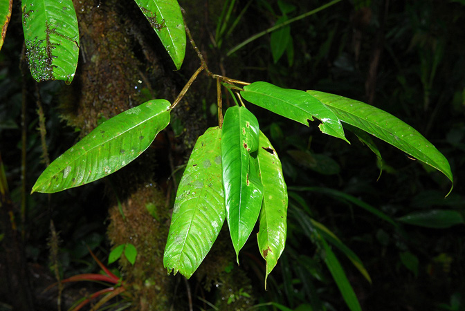 Pictured in Esmeraldas, Ecuador Image Copyright © 2013 by David Scherberich