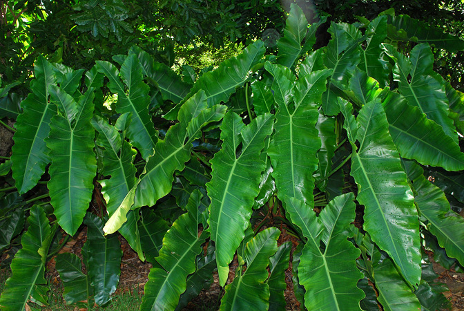 Pictured at the Fairchild Tropical Botanic Garden Image Copyright © 2012 by David Scherberich