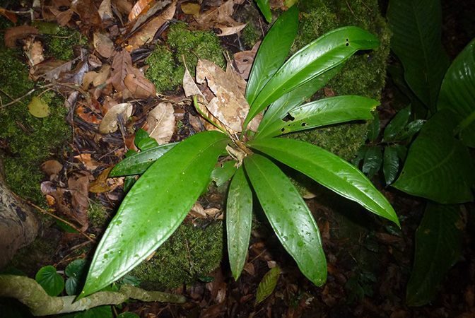 Pictured in Cerro Chucanti, Panama Image Copyright © 2015 by Bruce Dunstan