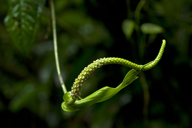 Pictured in Guatemala Image Copyright © 2013 by Fred Muller