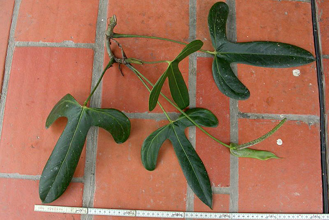 LN021, pictured in Ecuador Image Copyright © 2011 by Lars Nauheimer