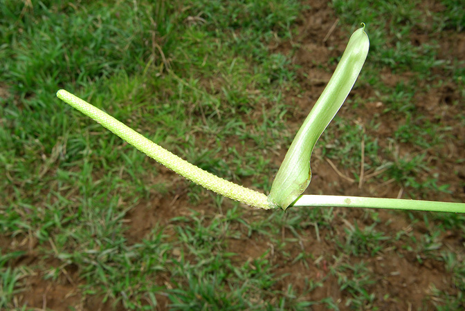 Croat 104434, pictured in Carchi, Ecuador Image Copyright © 2013 by David Scherberich