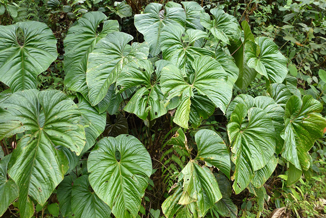 Pictured in Risaralda, Colombia Image Copyright © 2015 by Bruce Dunstan