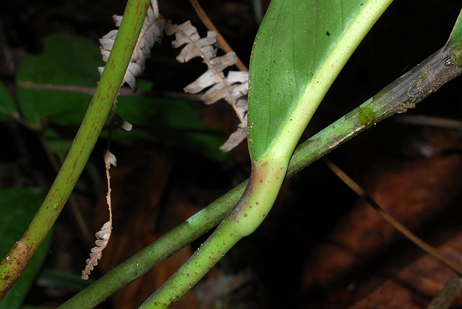 Croat 104082, pictured in Carchi, Ecuador Image Copyright © 2013 by David Scherberich
