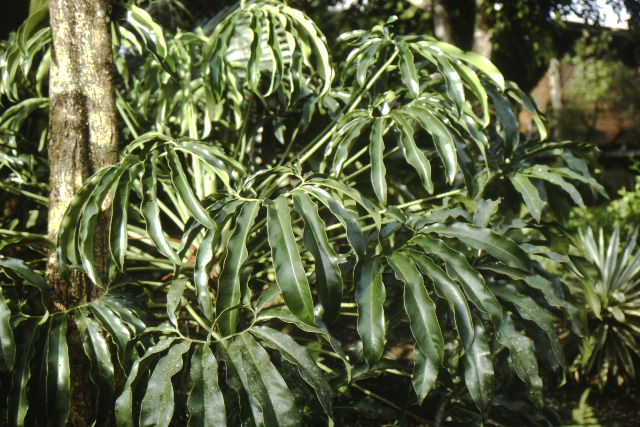 Pictured in Cacao, French Guiana Image Copyright © 2013 by Frieda Billiet