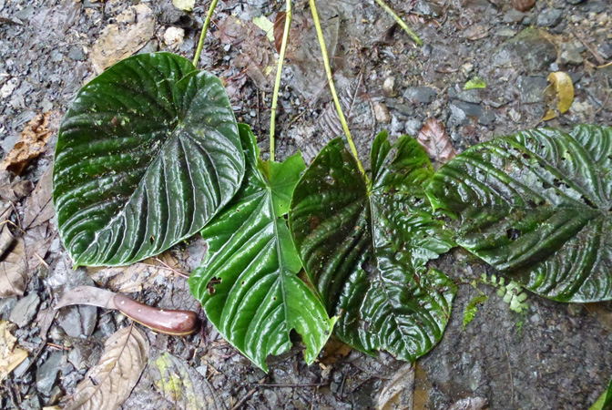 Pictured in Valle del Cauca, Colombia Image Copyright © 2015 by Bruce Dunstan