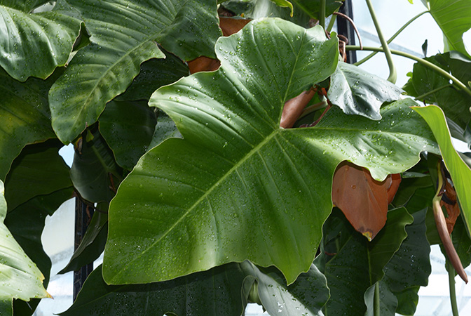 Mayo 177, pictured in Royal Botanic Gardens, Kew Image Copyright © 2015 by David Scherberich