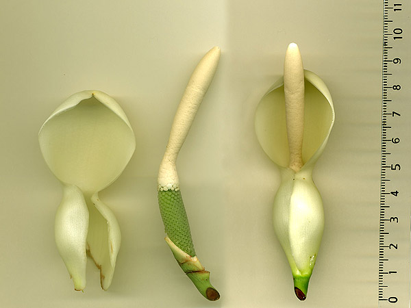 Pictured at the Jardin Botanique de Lyon (France) Image Copyright © 2007 by Fred Muller