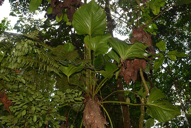 Pictured in Yasuni National Park (Orellana, Ecuador) Image Copyright © 2015 by David Scherberich