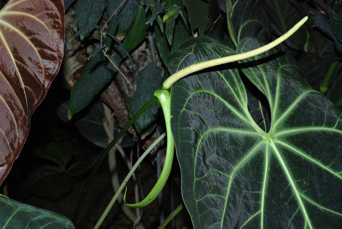 Pictured at the Jardin Botanique de Lyon (France) Image Copyright © 2007 by David Scherberich
