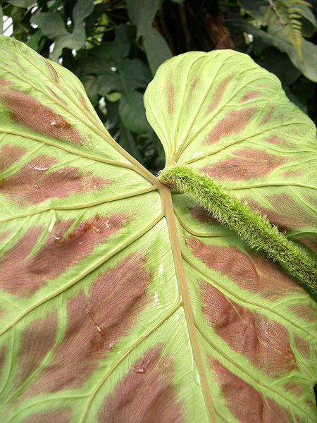 文件:Philoverrucosum 06.jpg