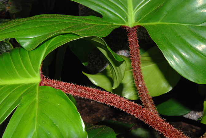 PB03-562 from French Guiana, pictured at the Jardin Botanique de Lyon (France) Image Copyright © 2014 by David Scherberich