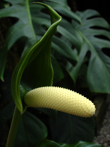 文件:Anthbradeanum 01.jpg