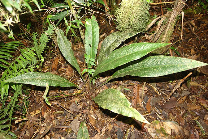 N009, pictured in Ecuador Image Copyright © 2011 by Lars Nauheimer