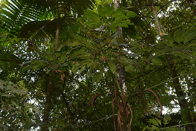 Pictured in Yasuni National Park (Orellana, Ecuador) Image Copyright © 2015 by David Scherberich