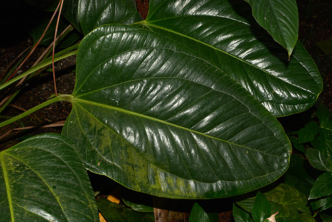 As Anthurium rhodostachyum, pictured in the Botanischer Garten München (Germany) Image Copyright © 2016 by David Scherberich
