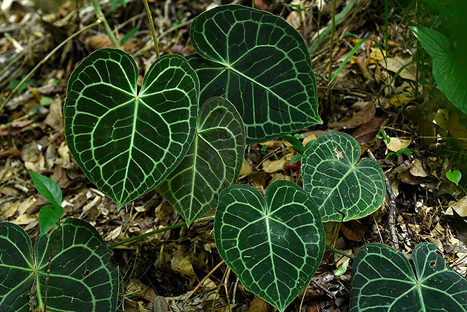 Pictured in Chiapas, Mexico Image Copyright © 2019 by Fred Muller