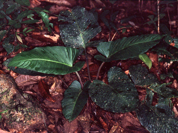 Pictured in Saul, French Guiana Image Copyright © 2006 by David Scherberich