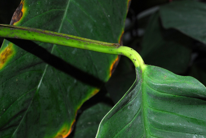 Pictured at the Biodôme de Montréal (Canada) Image Copyright © 2013 by David Scherberich