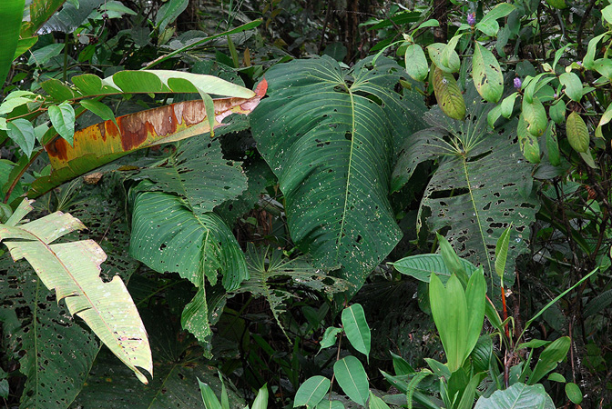 Pictured in Esmeraldas, Ecuador Image Copyright © 2013 by David Scherberich