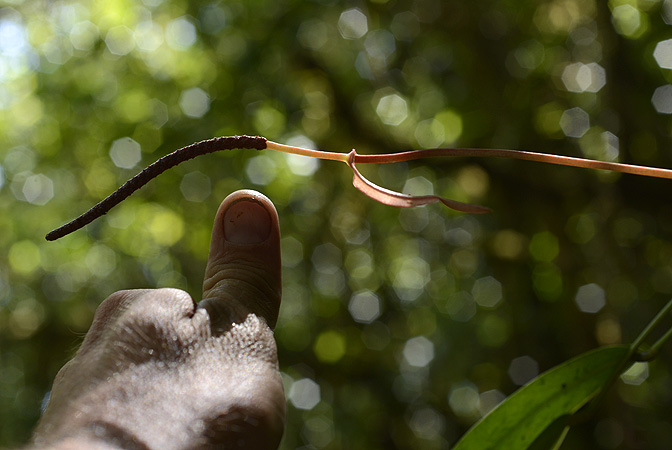 Pictured in Chiriquí, Panama Image Copyright © 2014 by Fred Muller