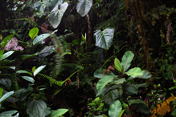 Pictured in Pacto - Pichincha Province Image Copyright © 2024 by María Eugenia Sulen