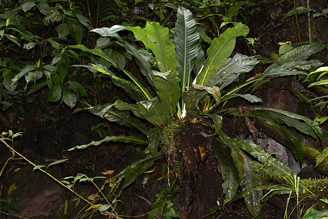 Pictured in the Cordillera de Cutucu (Morona Santiago, Ecuador) Image Copyright © 2015 by David Scherberich