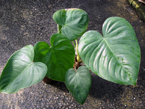 Croat 93670 from Lumbaqui, Sucumbíos/Ecuador Pictured at the Jardin Botanique du Montet (Nancy, France) Image Copyright © 2009 by David Scherberich