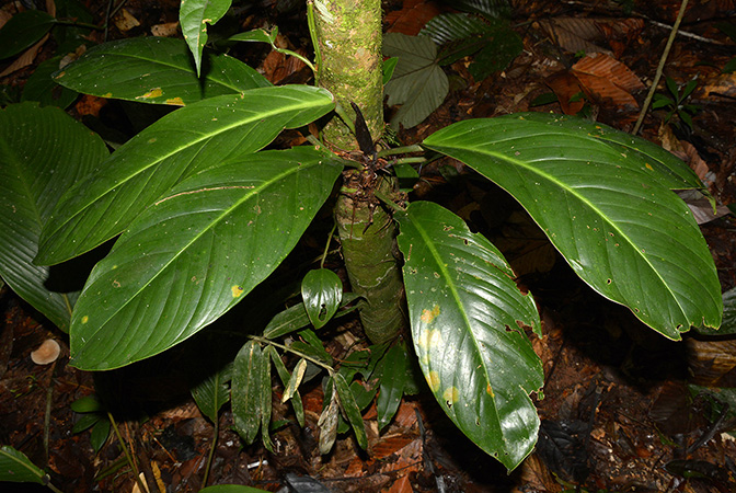 Croat 105842 pictured in Yasuni National Park (Orellana, Ecuador) Image Copyright © 2015 by David Scherberich