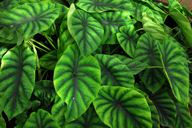Pictured at the Jardin Botanique de Lyon (France) Image Copyright © 2013 by David Scherberich