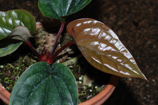 Pictured at the Jardin Botanique du Montet (Nancy, France) Image Copyright © 2010 by David Scherberich