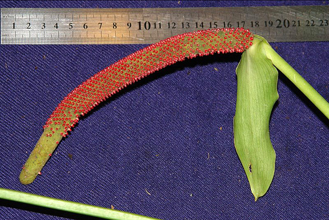 SL638, pictured in Panama Image Copyright © 2011 by Lars Nauheimer