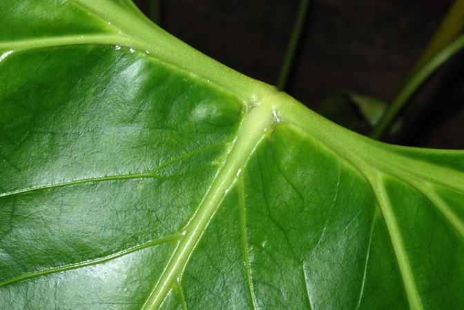 Pictured at the Jardin Botanique de Lyon (France) Image Copyright © 2013 by David Scherberich