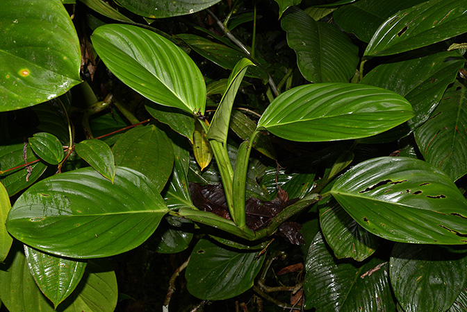 Croat 105554 pictured near Shell (Pastaza, Equador) Image Copyright © 2015 by David Scherberich