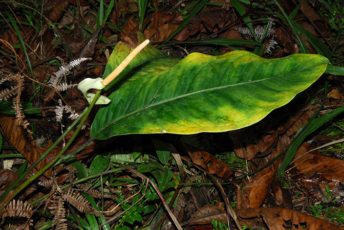 Croat 104082, pictured in Carchi, Ecuador Image Copyright © 2013 by David Scherberich