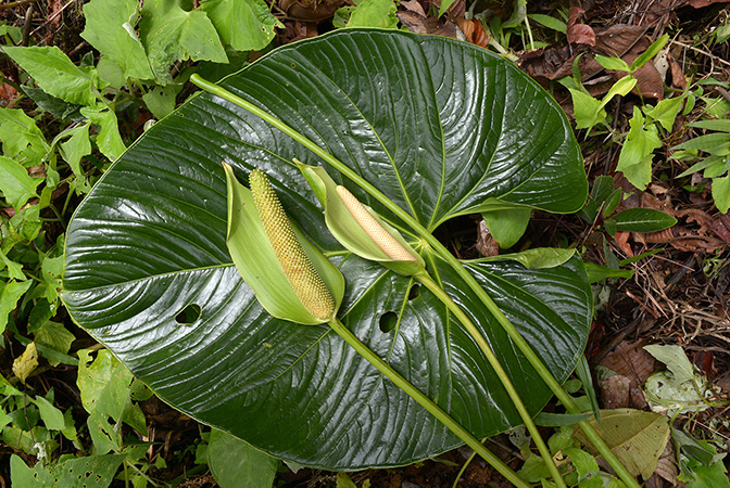 Croat 105814 pictured in Napo, Ecuador Image Copyright © 2015 by David Scherberich