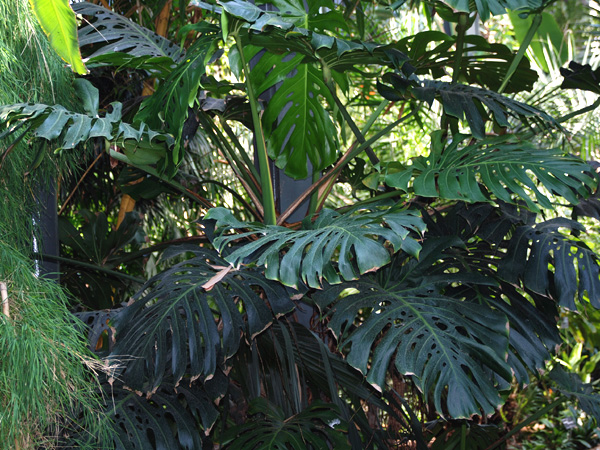 Pictured at the Jardin Botanique de Lyon (France) Image Copyright © 2007 by David Scherberich