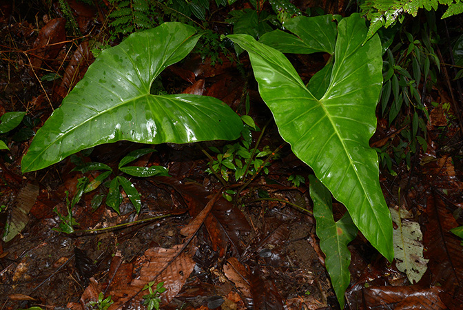 Croat 105997 pictured near Rio Taculin, Pastaza/Ecuador Image Copyright © 2015 by David Scherberich