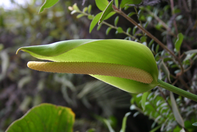 Pictured in Ecuador Image Copyright © 2008 by Josiane Guiard