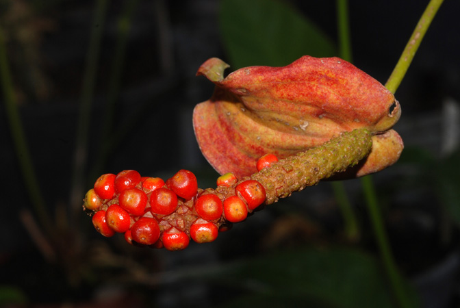 文件:Anthvanderknaapii100658 02.jpg