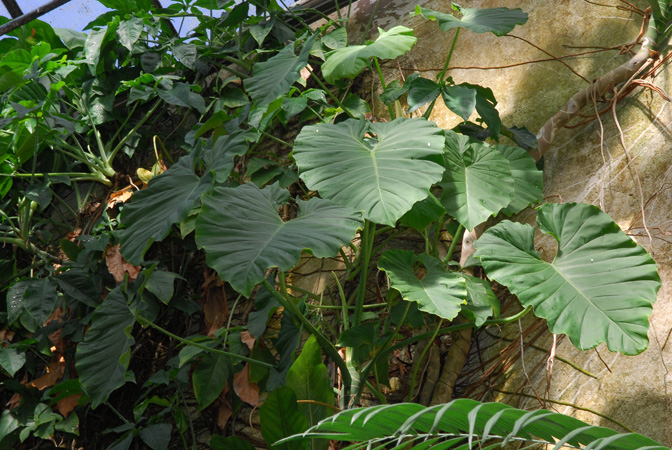 Pictured in the Botanischer Garten der Universitat Göttingen (Germany) Image Copyright © 2011 by David Scherberich
