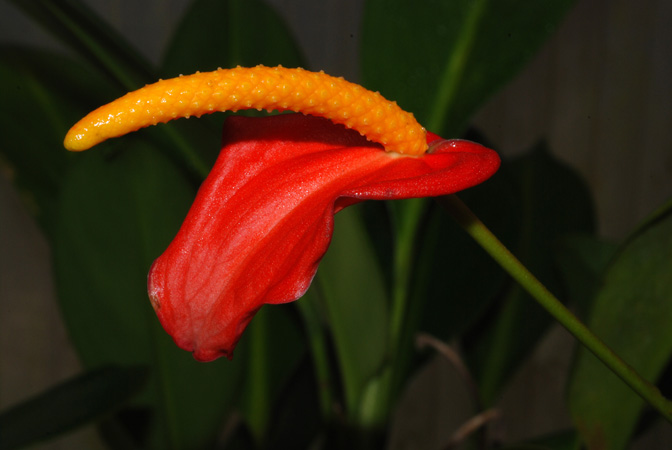 Pictured at the Jardin Botanique de Lyon (France) Image Copyright © 2014 by David Scherberich