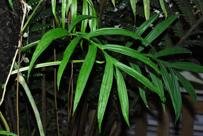 From Peru, pictured at the Jardin Botanique de Lyon (France) Image Copyright © 2011 by David Scherberich
