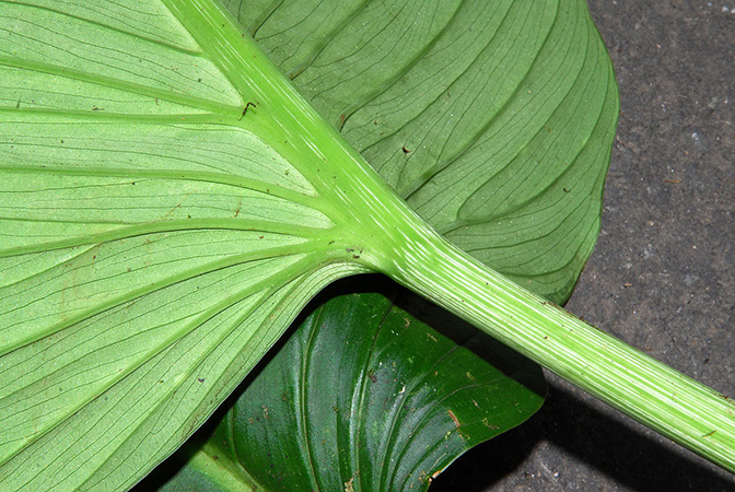 文件:PhilogibbonsianumCroat 04.jpg