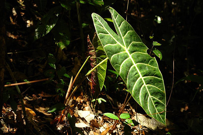 Pictured in Borneo: Sarawak Image Copyright © 2011 by Lars Nauheimer
