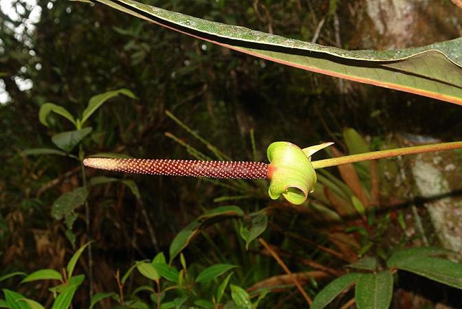 Pictured in Ecuador Image Copyright © 2011 by Lars Nauheimer