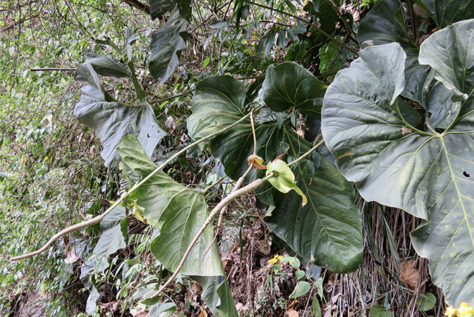 Pictured in Antioquia, Colombia Image Copyright © 2018 by Alistair Hay