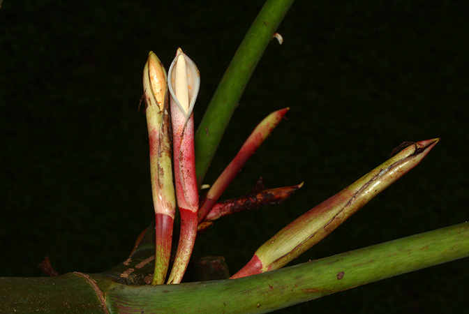 文件:Philoheleniaeamazonense 05.jpg