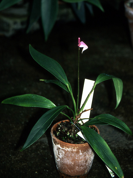 文件:Anthamnicola 01.jpg