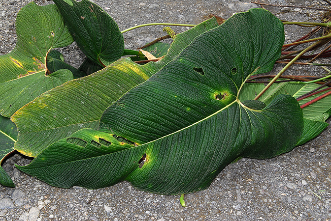 文件:AnthbernaliiBD 03.jpg